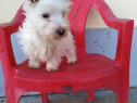 Westie pui 2 luni