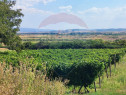 Loc de casa si teren cultivat cu vita de vie 1,28 Ha Sant...