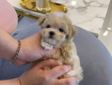 Maltipoo poodle mini toy