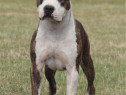 Amstaff Monta pedigree