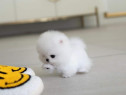 Pomeranian mini teacup boo