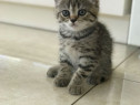 British shorthair puiuți