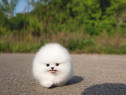 Pomeranian miniatura