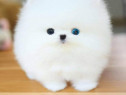 Pomeranian boo mini