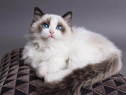 Motănel Ragdoll babydoll face