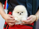 Pomeranian teeacup