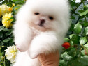 Pomeranian boo teacup