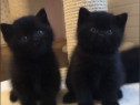 British shorthair black