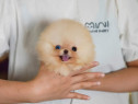 Pomeranian pappy boo