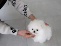 Pomeranian miniatura boo