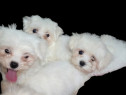 Bichon Maltez Toy