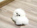 Pomeranian boo mini toy asigur transport