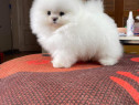 Pomeranian Mini Toy