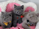 British shorthair pisoiași superbi