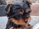 Yorkshire terrier mini Donez