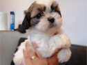 Pui shih tzu talie mica