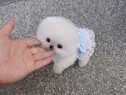 Pomeranian boo teacup