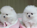 Pomeranian mini toy