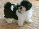 Pui shih tzu mascul alb cu negru