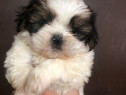 Shih Tzu 2 luni rasa pura