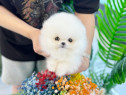 Pomeranian mini boo