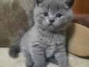 British shorthair blue