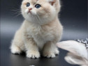 British shorthair crem