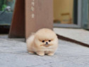 Pomeranian mini boo exemple superbe