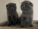 British scottish fold