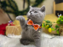 British shorthair băieței și fetițe