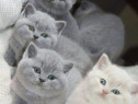 British Shorthair scottish fold feline superbe