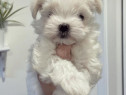 Bichon maltez mimi toy