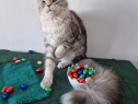 Maine coon frumoși