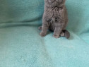 British shorthair motănei și pisicuțe superbi