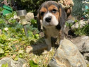 Pui beagle femele și masculi