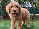Pui de Goldendoodle