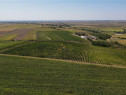 Afacere Investitie Vie 4 Hectare 40 km de Oradea