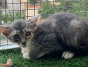 Pisicuta deosebita metis British Shorthair pui, gratuit