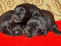 Labrador Retriever Negru Puiuti Masculi disponibili pentru rezervare