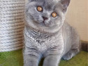British shorthair blue