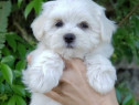 Bichon maltez mini toy
