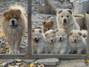 Cățeluși Chow Chow