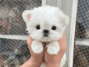 Bichon maltez mini toy