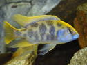 Nimbochromis venustus - direct din crescatorie