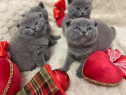 Puiuți british shorthair blue