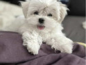 Bichon maltez mini toy
