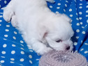 Bichon malez talie mica