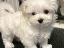 Bichon maltez mini tot