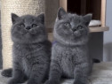 British shorthair pui