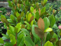 Magnolia gradiflora veșnic verde 110 130 cm